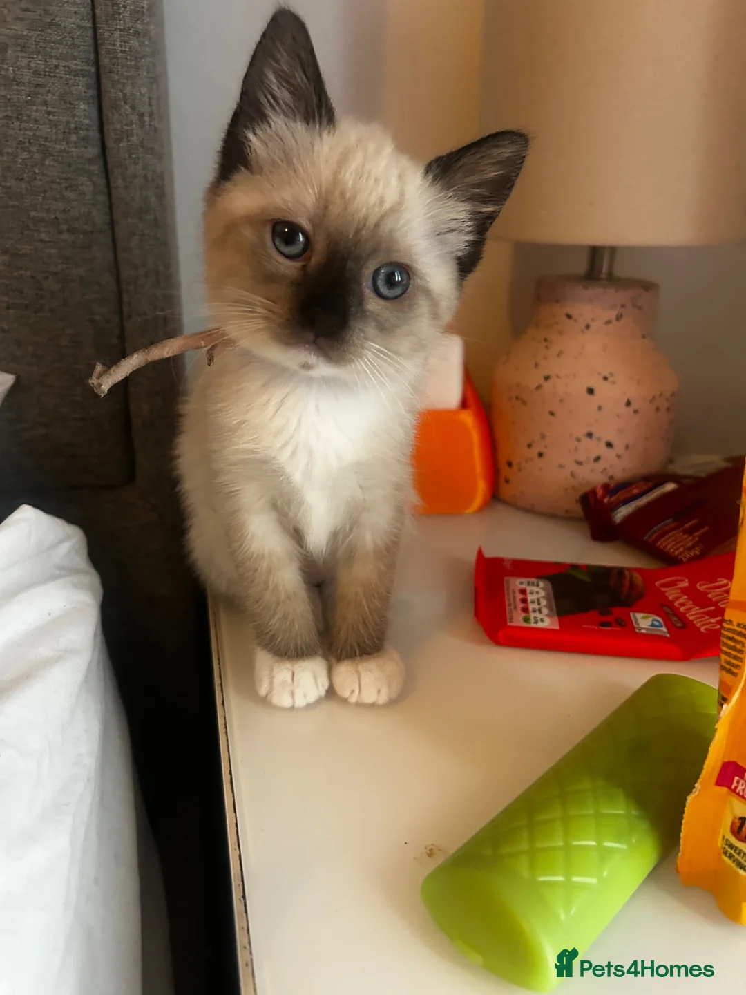 Snowshoe cats for sale: Beautiful Snowshoe Kittens – Ready to Leave Now - Advert 2