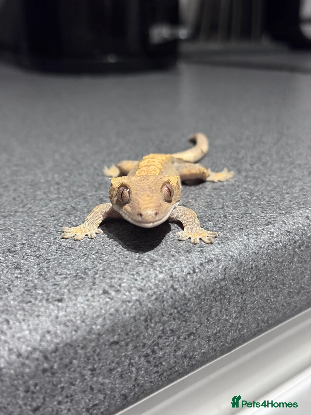 Gecko reptiles for sale: 3x Crested geckos  - Advert 3