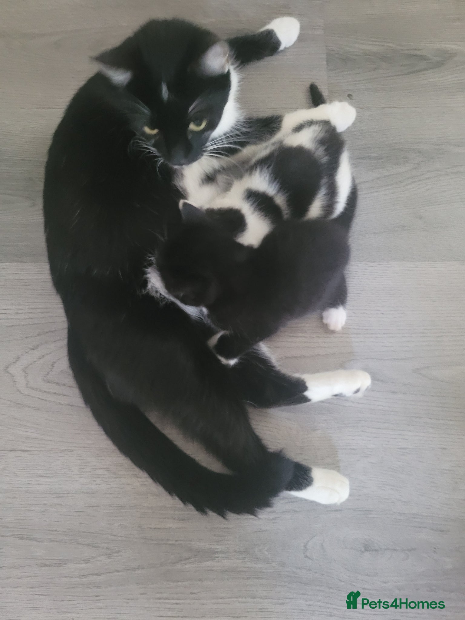 British Shorthair cats 3 male kittens for sale - Advert 1