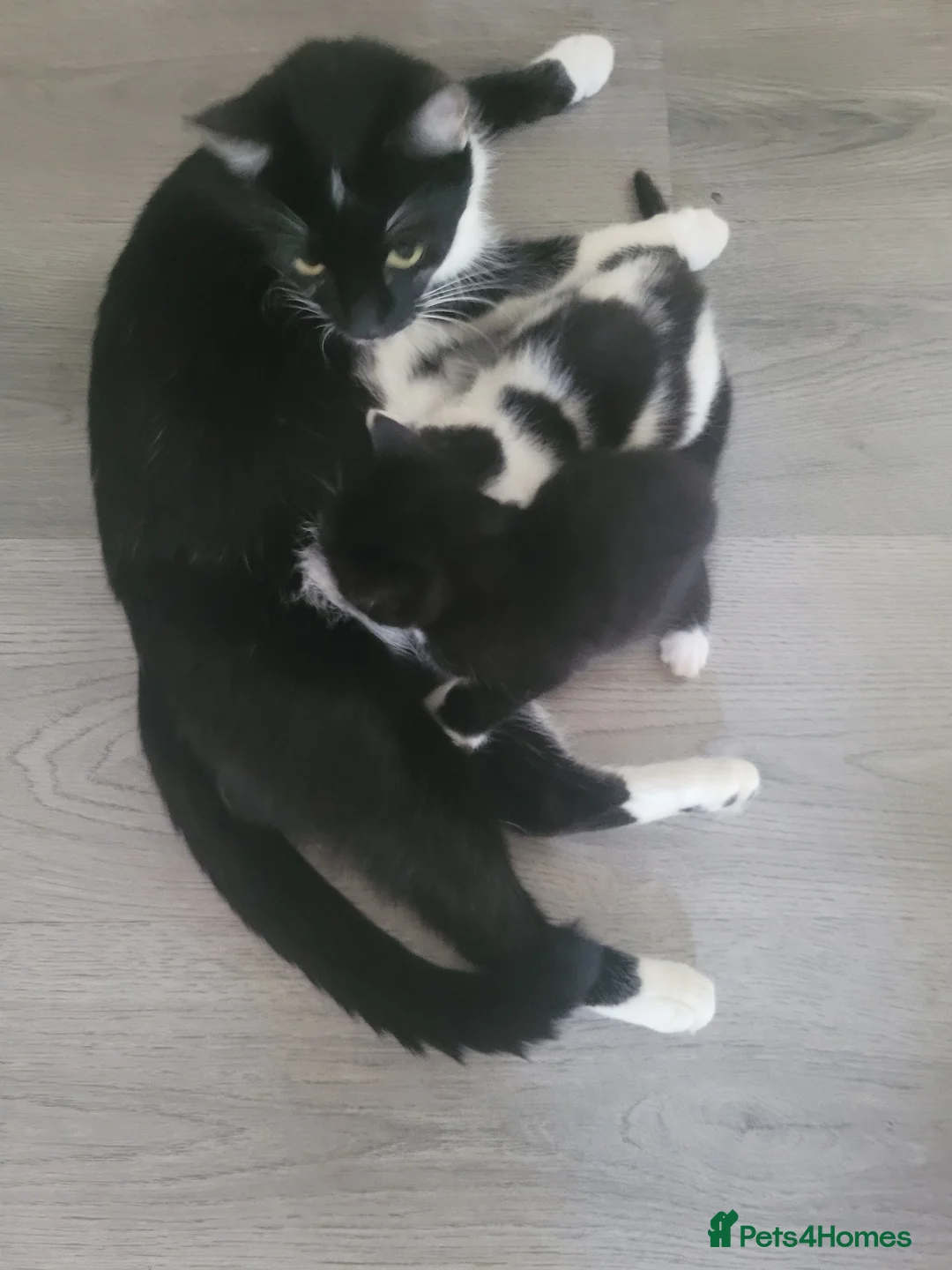 British Shorthair cats for sale: 3 male kittens for sale - Advert 1