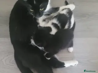 British Shorthair cats 3 male kittens for sale - Advert 1