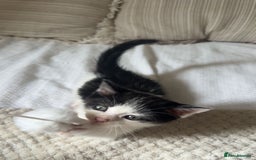 Ragdoll cats for sale: 3 beautiful female kittens for sale  - Image 8