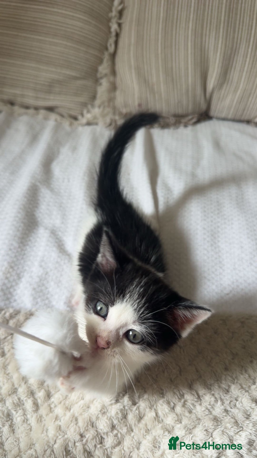 Ragdoll cats for sale: 3 beautiful female kittens for sale  - Image 8