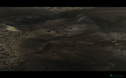 Mixed Breed cats for sale: 4 beautiful kittens ready for new home - Image 1