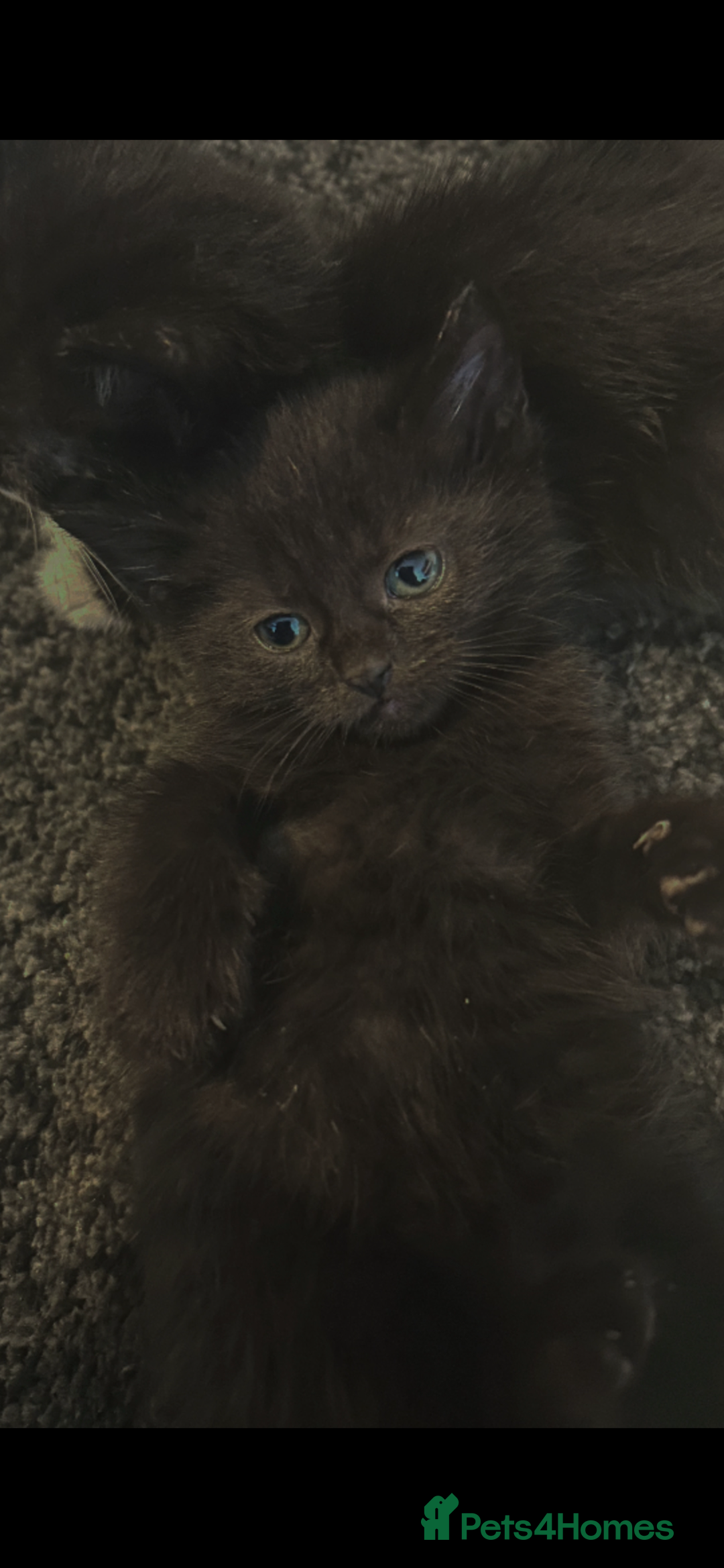 Mixed Breed cats for sale: 4 beautiful kittens ready for new home - Image 1