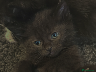 Mixed Breed cats - Advert 2