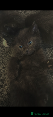 Mixed Breed cats - Advert 2