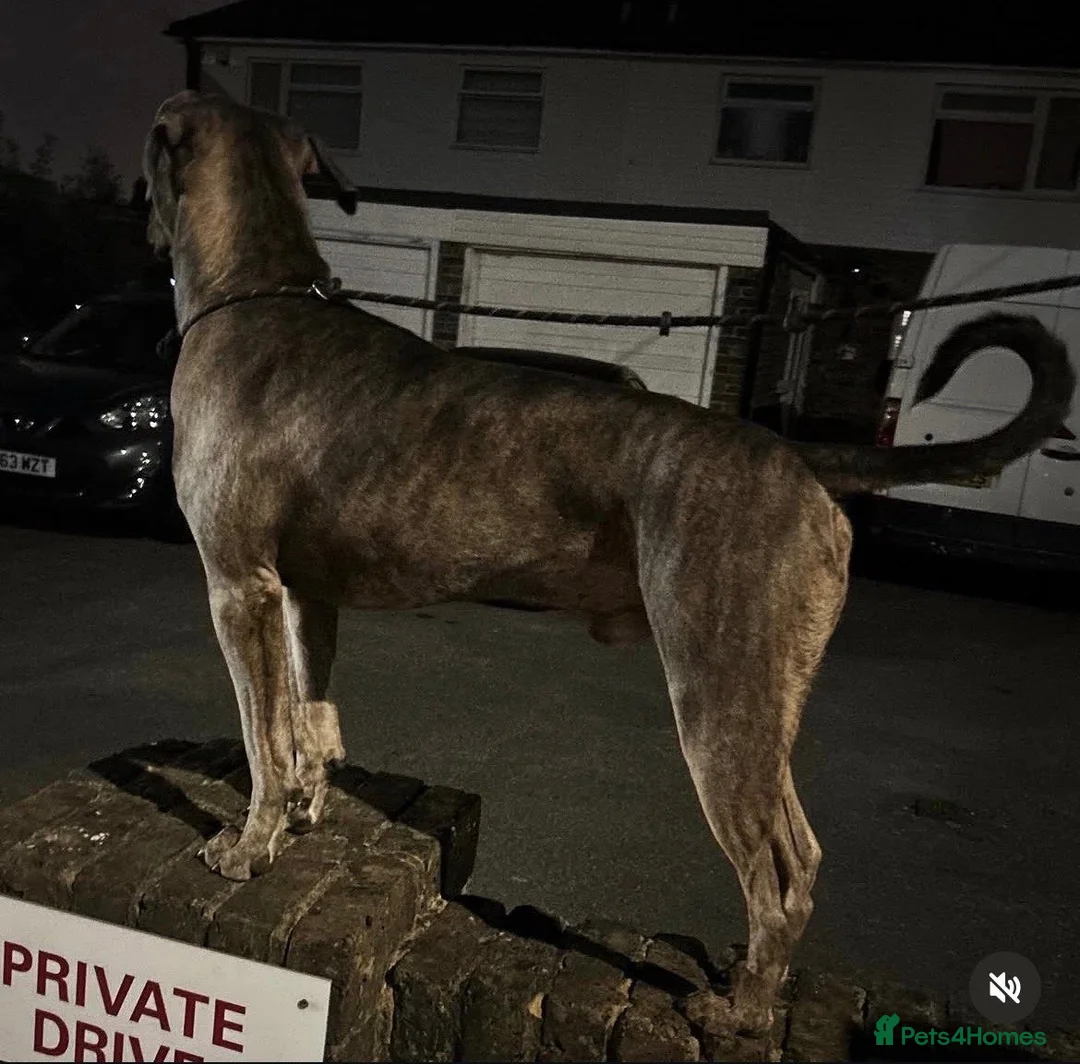 Bandog dogs for sale: Mastiff Bandogge Puppies – Ready 29.9.2026 in Uxbridge - Advert 13
