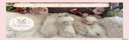 Ragdoll cats for sale: Stunning Blue Point Ragdolls -Ready 4th August  - Advert 1