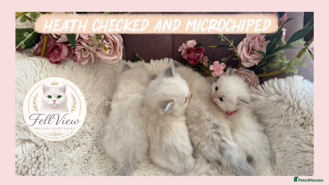 Ragdoll cats for sale: Stunning Blue Point Ragdolls -Ready 4th August  - Advert 1