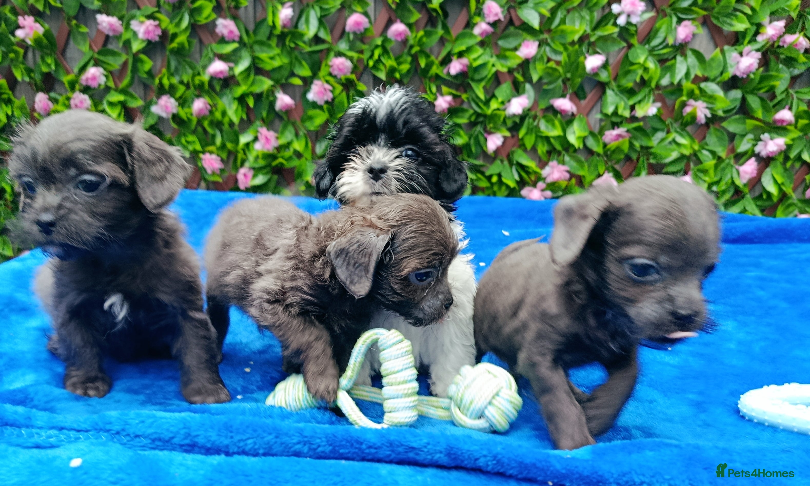 Shihpoo dogs STUNNING SHIHPOO FIRST GEN HEALTH TESTED  - Advert 17