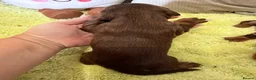 Miniature Dachshund dogs for sale: Beautiful long haired miniature dachshunds - Advert 6