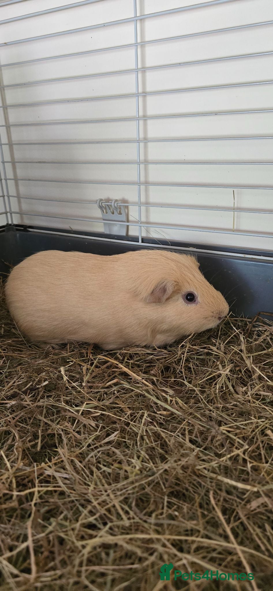 Guinea Pig rodents Guinea pigs - Advert 2