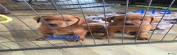 Labrador Retriever dogs for sale: ❤️ beautiful dark red working Labrador pups ❤️ - Advert 4