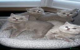 British Shorthair cats for sale: Beautiful Lilac British short haired kittens  in Glasgow - Image 2