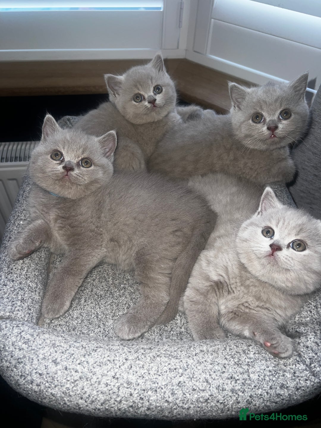 British Shorthair cats for sale: Beautiful Lilac British short haired kittens  in Glasgow - Image 2