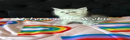 Maine Coon cats for sale: ⭐Mainecoon kittens-Champion lines⭐  - Advert 6