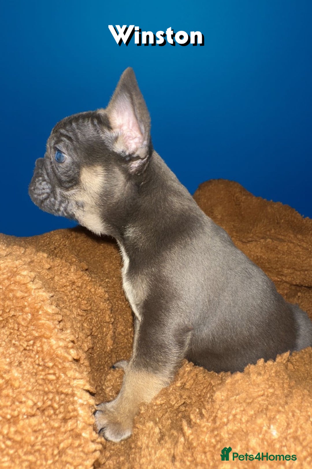 French Bulldog dogs for sale: 4 Of The Cutest Frenchie Puppies 💕 - Advert 3