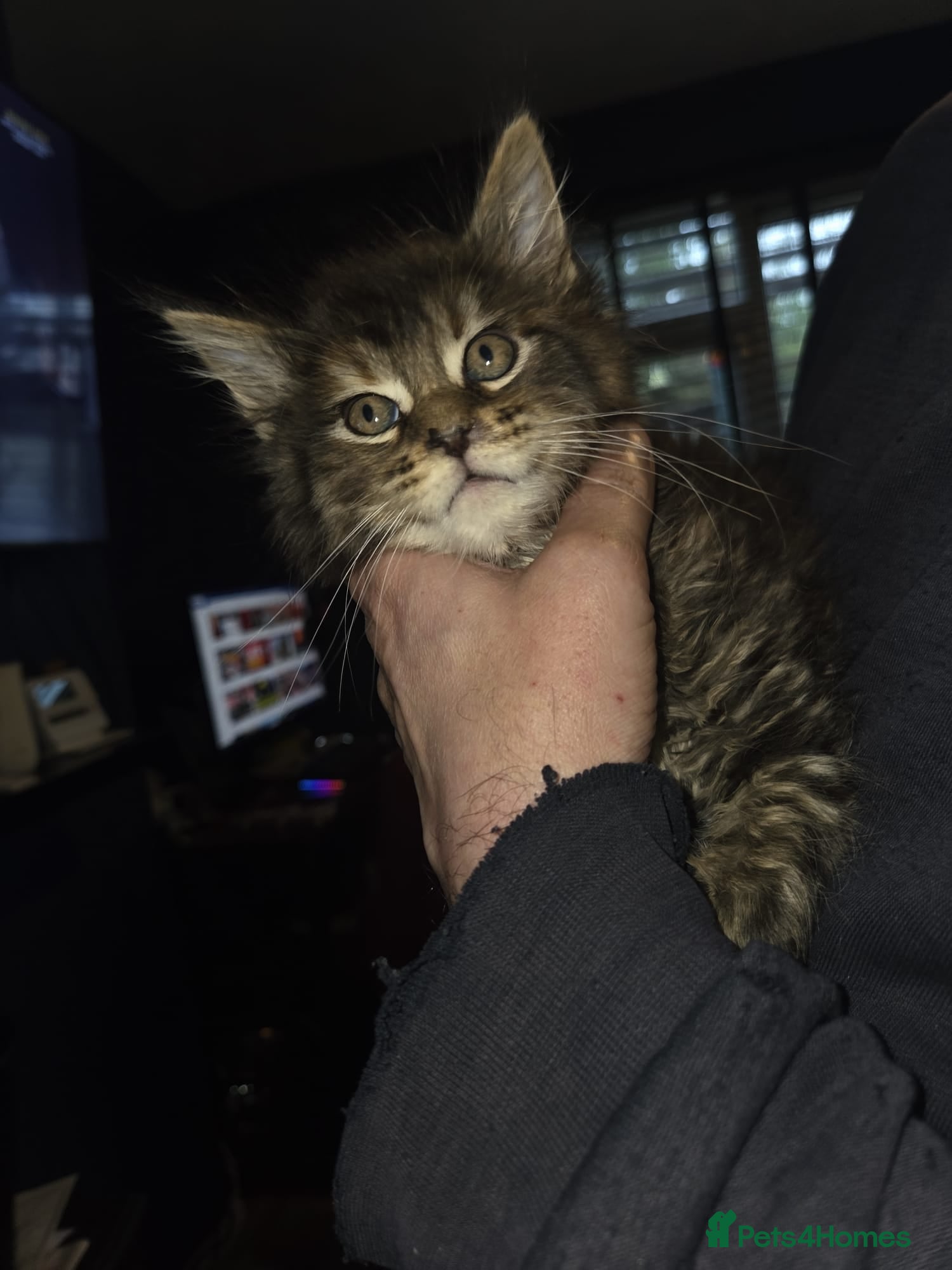 Maine Coon cats Russian /xxl maine coon - Advert 6