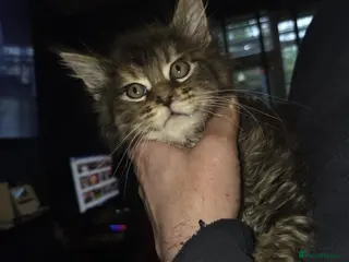 Maine Coon cats Russian /xxl maine coon - Advert 2