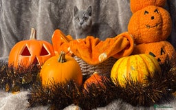 British Shorthair cats for sale: Beautiful pedigree British Shorthair kittens - Image 13