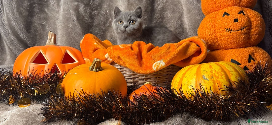 British Shorthair cats for sale: Beautiful pedigree British Shorthair kittens - Image 13