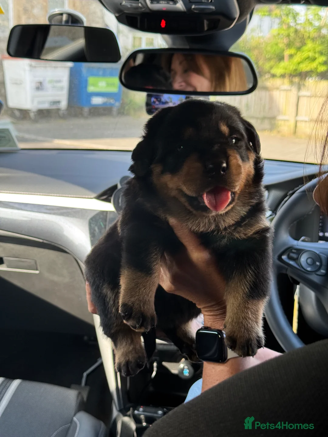 Rottweiler dogs for sale: Male Rottweiler puppy  in London - Advert 4