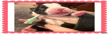 Boston Terrier 4