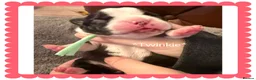 Boston Terrier dogs for sale: Our beautiful Boston terrier welcomed 8 puppies  - Advert 3