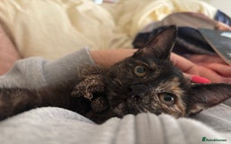 Mixed Breed cats for sale: 2 female kittens 3 months and 6 months - Image 6