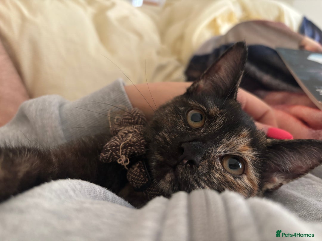 Mixed Breed cats for sale: 2 female kittens 3 months and 6 months - Image 6