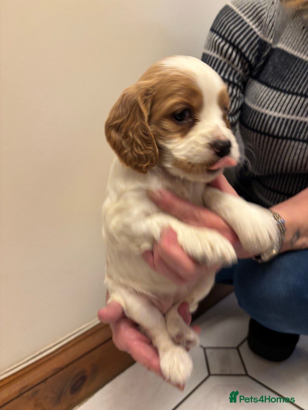 Cocker Spaniel dogs for sale: KC reg cocker spaniels  - Advert 2