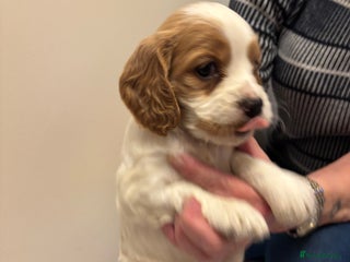 Cocker Spaniel dogs KC reg cocker spaniels - Advert 2