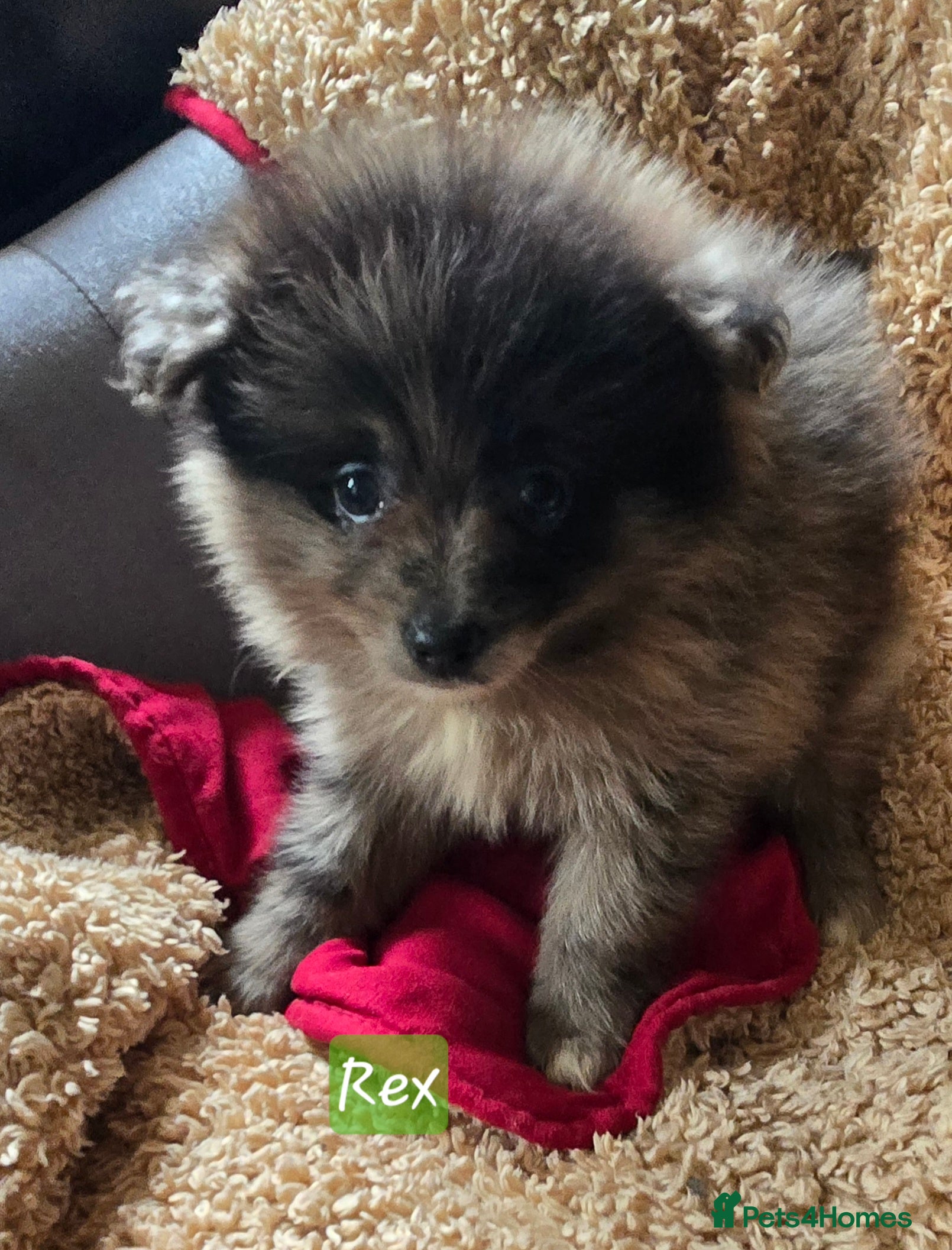 Pomeranian dogs Last 2 gorgeous pomeranian available  - Advert 2