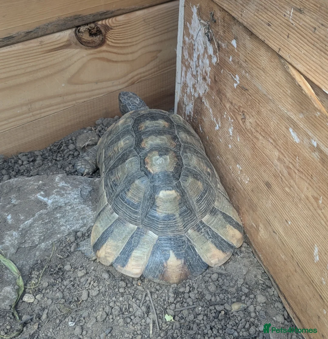 Tortoise reptiles for sale: Family of 3 Marginated Tortoises  - Advert 3