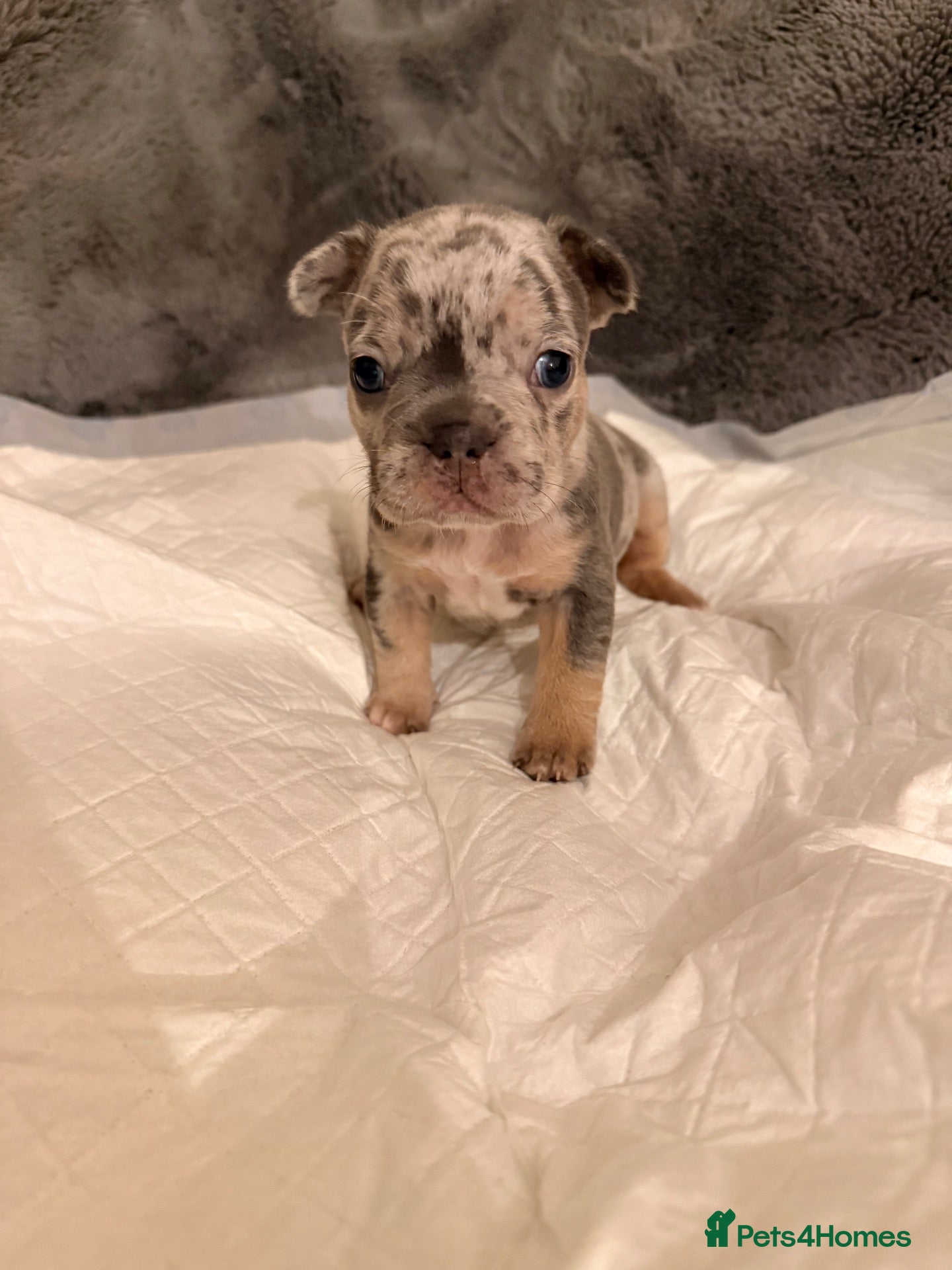 French Bulldog dogs for sale: 🌟Exceptional KC Reg French Bulldog Puppies🌟 - Advert 7