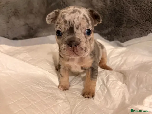 French Bulldog dogs for sale: 🌟Exceptional KC Reg French Bulldog Puppies🌟 - Advert 7