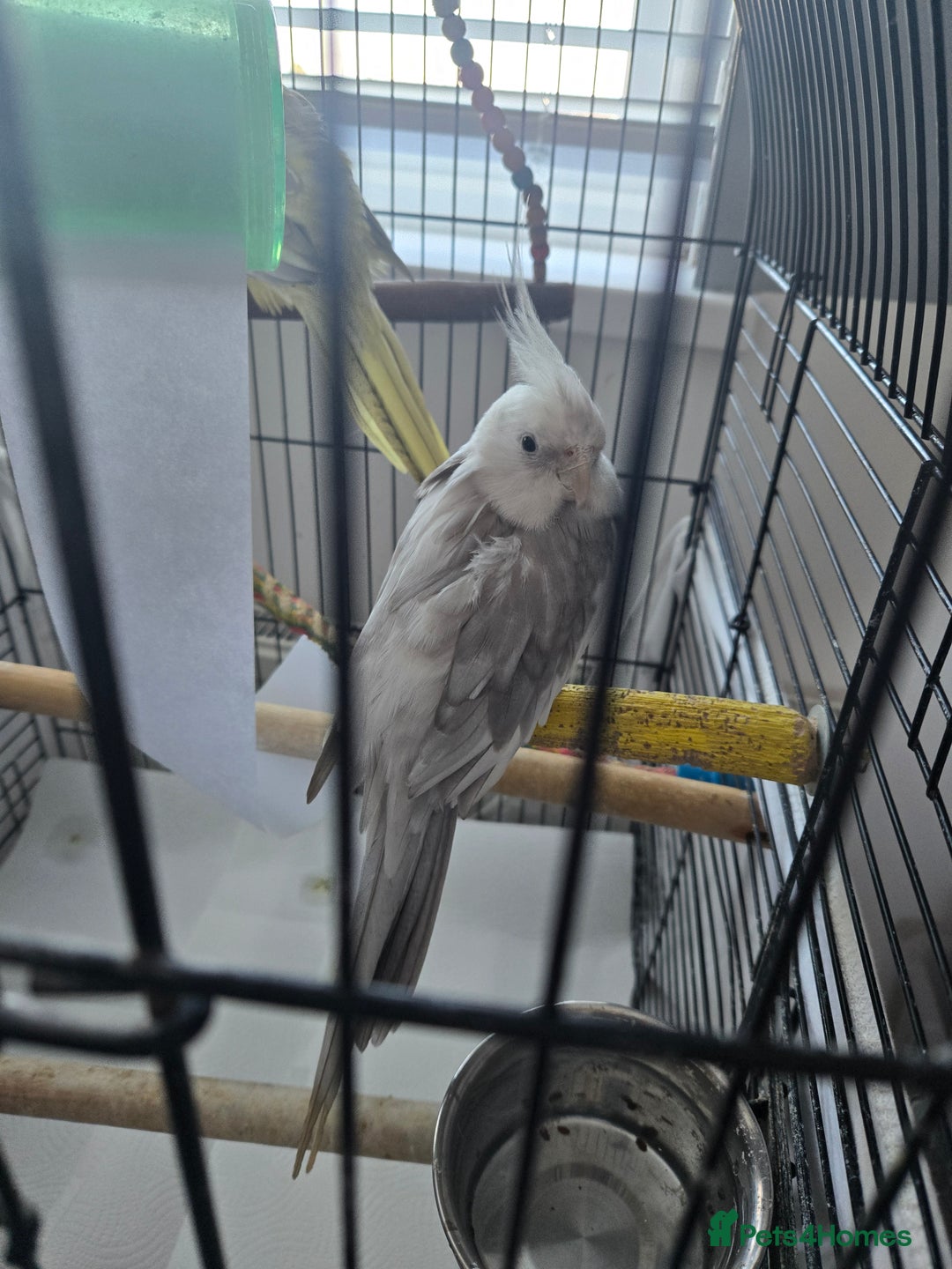 Cockatiels birds for sale: 2 males and 1 female available  - Advert 3