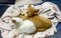 British Shorthair cats for sale: Bsh cross (50% bsh) beautiful boy - Image 3