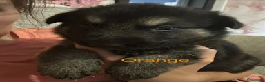 German Shepherd 2