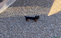 Jack Russell dogs for sale: Stunning miniature Jack Russell 🏡🏡 ❗️sold ❗️ - Image 3