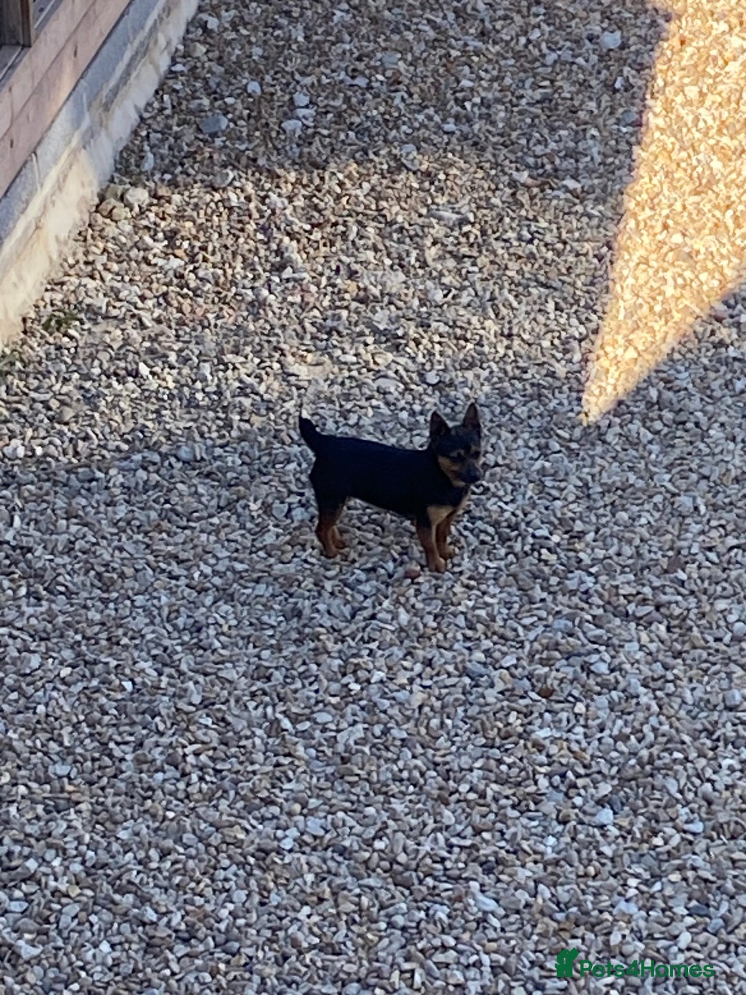 Jack Russell dogs for sale: Stunning miniature Jack Russell 🏡🏡 ❗️sold ❗️ - Image 3