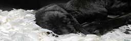 Labrador Retriever dogs for sale: GORGEOUS BLACK LABRADOR LITTER,FULLYTESTED PARENTS - Advert 4