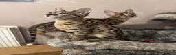 Savannah cats for sale: 🏵️ WORLDS BEST LINES 🏵️ Savannah F2 & F3 Kittens - Advert 35