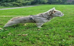 French Bulldog dogs for stud: ⭐️Bowser the fluffy stud⭐️ - Advert 2