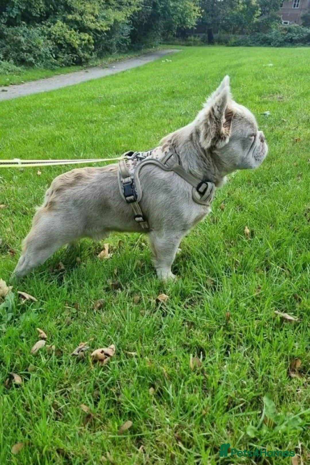 French Bulldog dogs for stud: ⭐️Bowser fluffy stud⭐️ - Advert 2