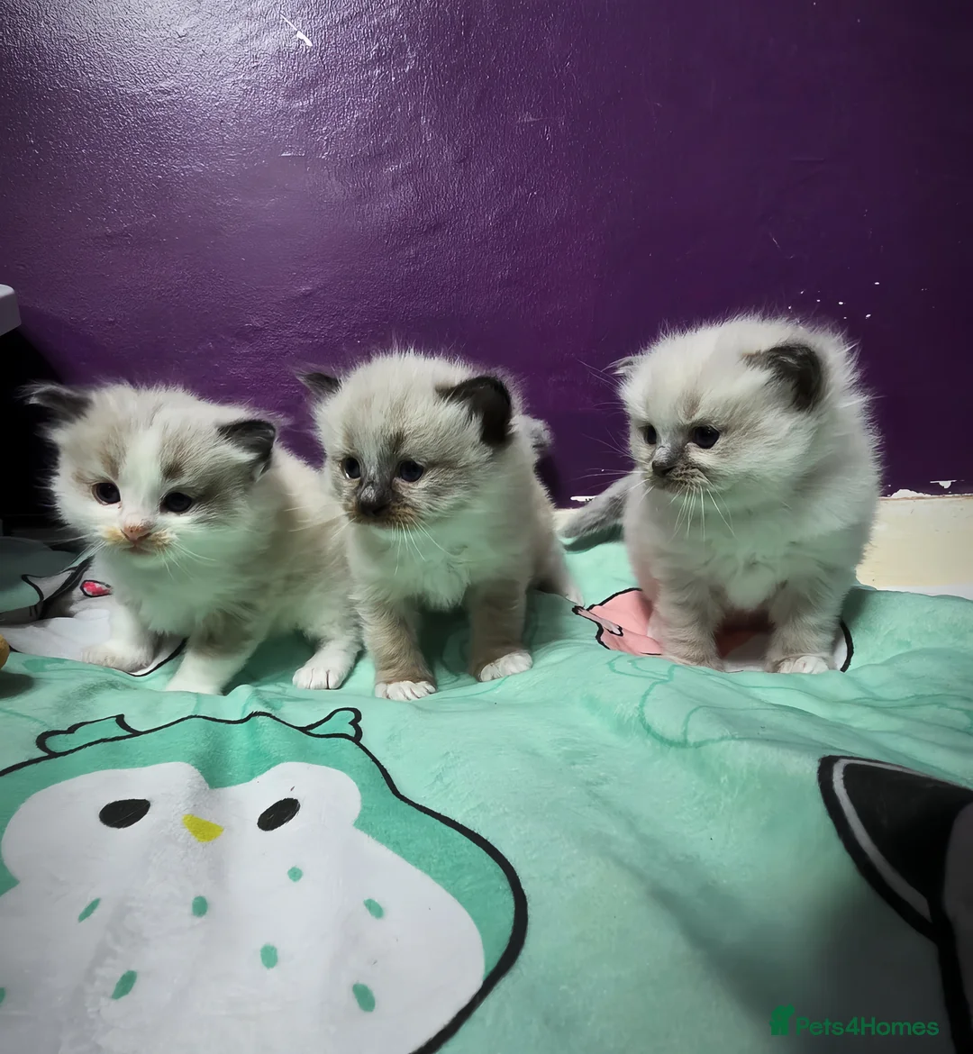 Ragdoll cats for sale: Ragdoll Kittens - Advert 2