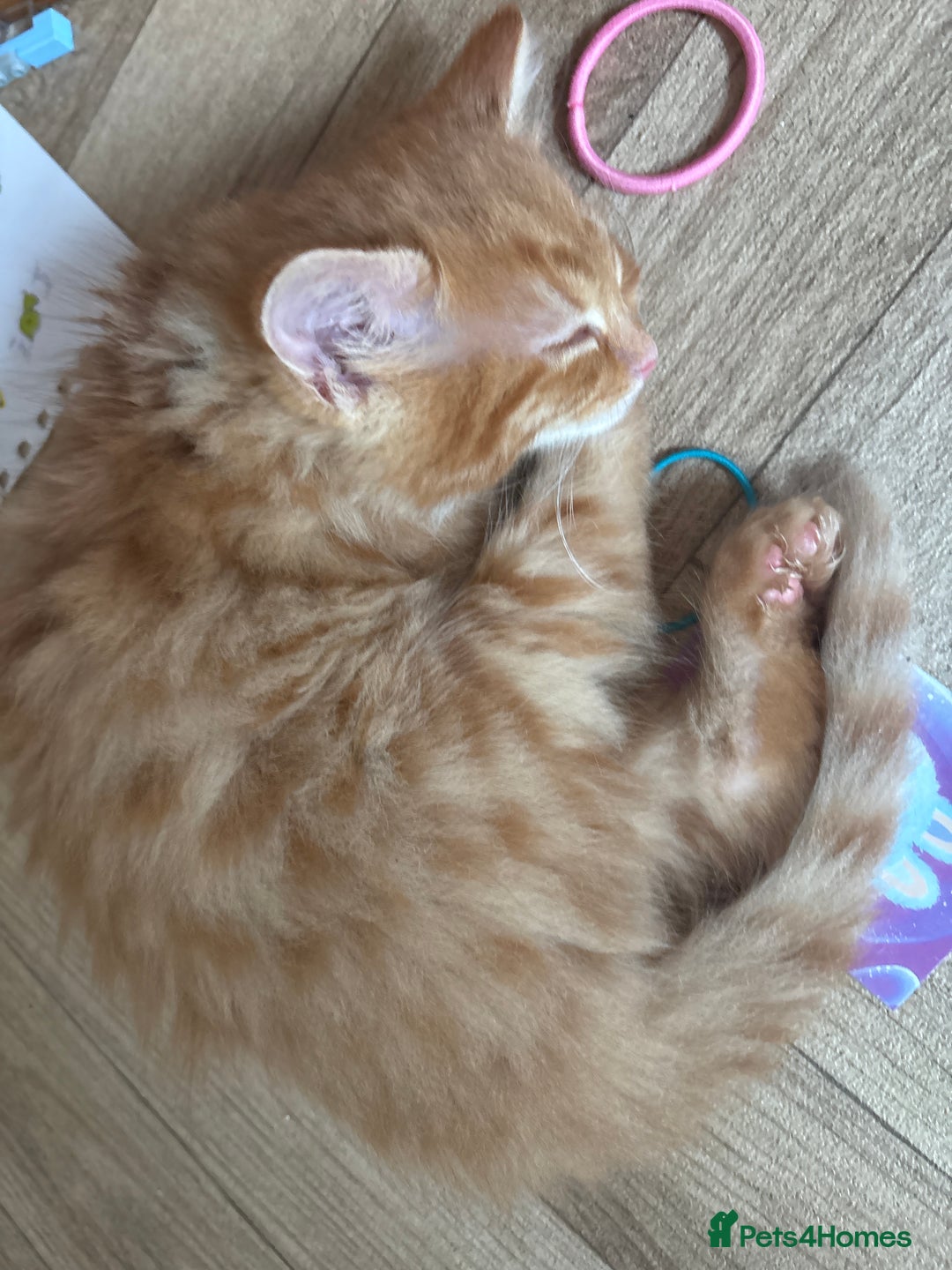 Mixed Breed cats for sale: One female ginger kitten left from litter of 5  - Image 3