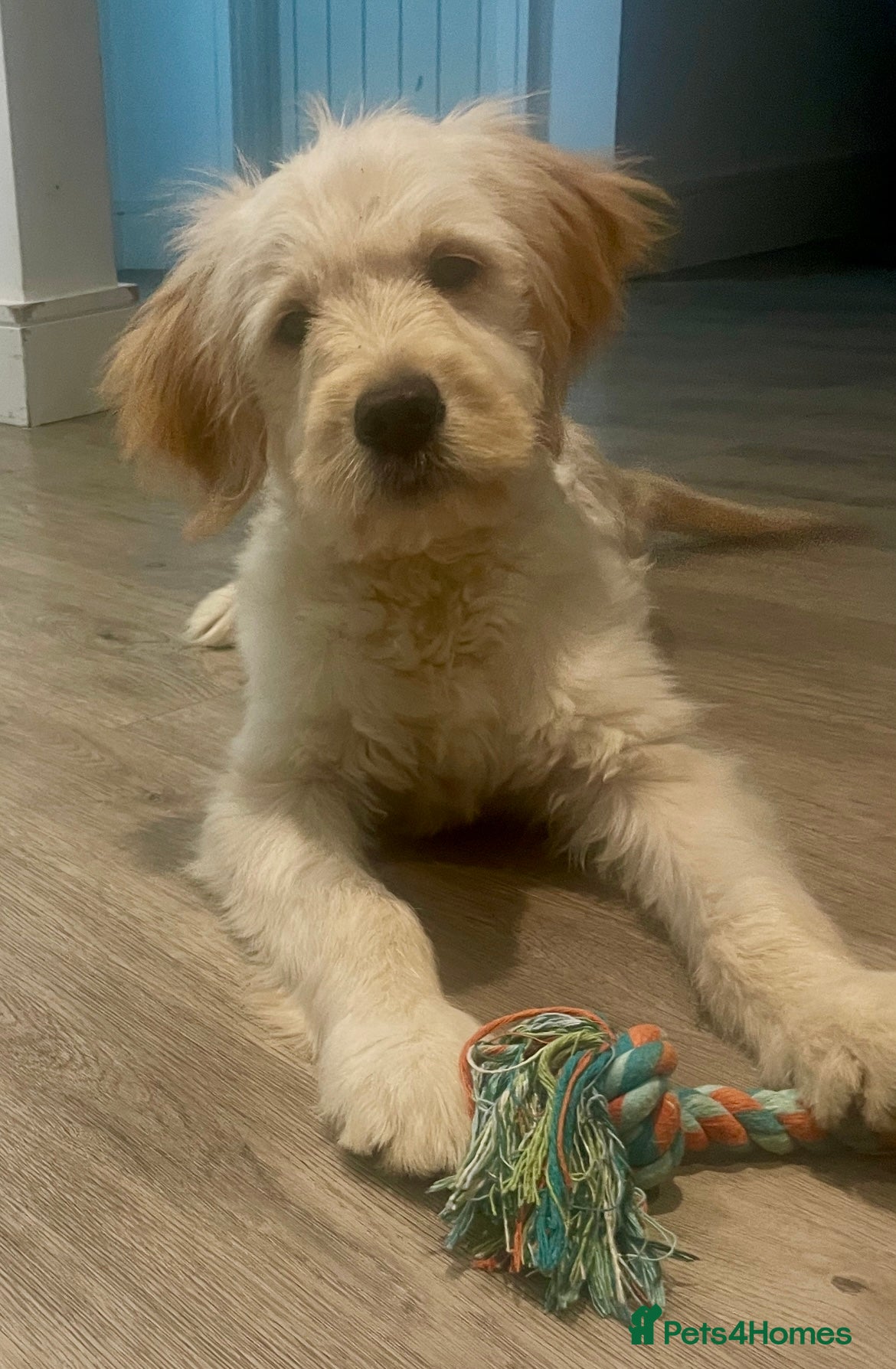 Goldendoodle dogs *LAST GIRL* F1B Goldendoodle Puppies! - Advert 3