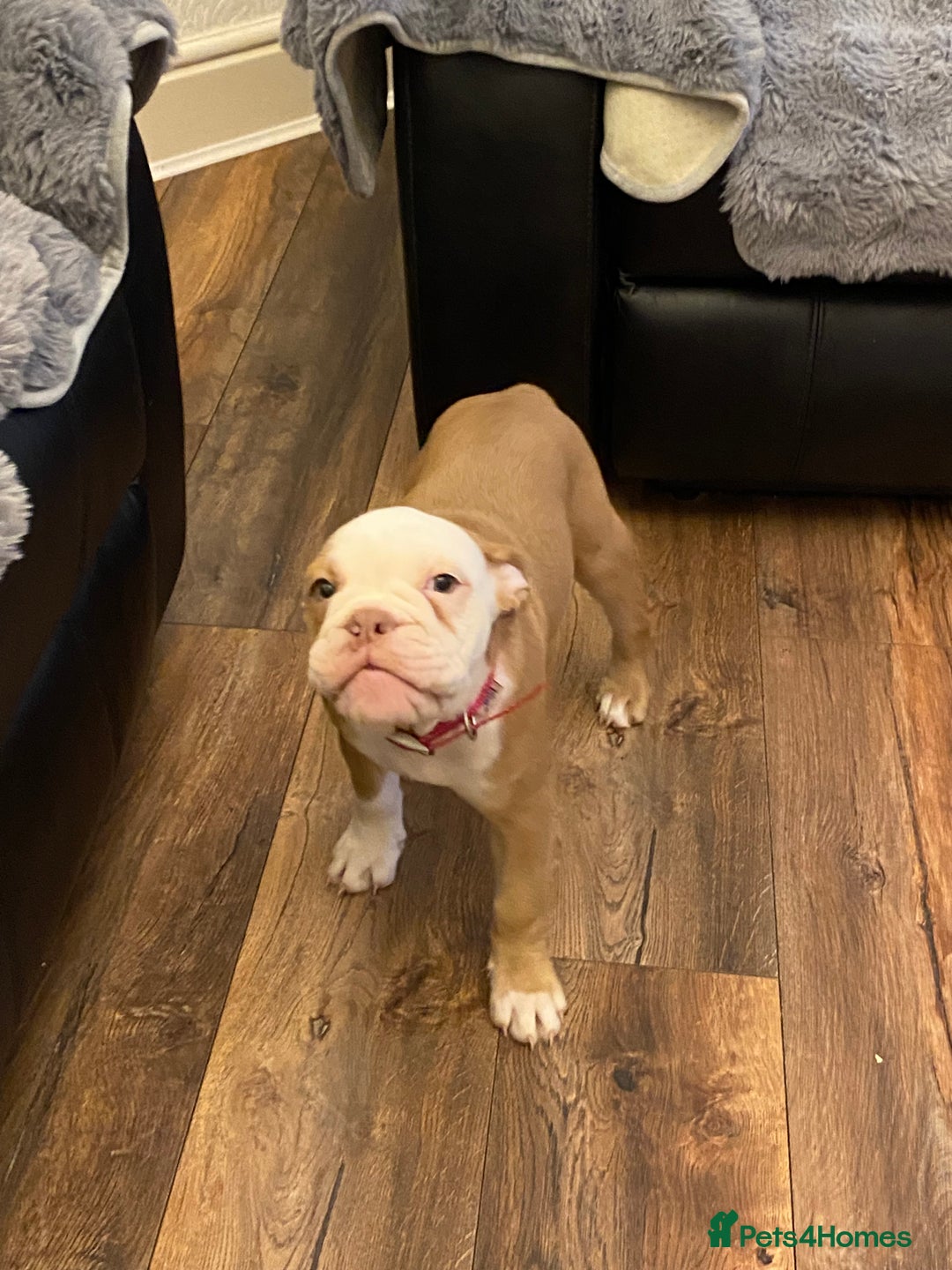 Mixed Breed dogs for sale: Old English bulldog puppy for sale. - Image 3